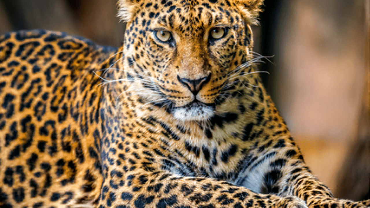 A Leopard Can’t Change Its Spots