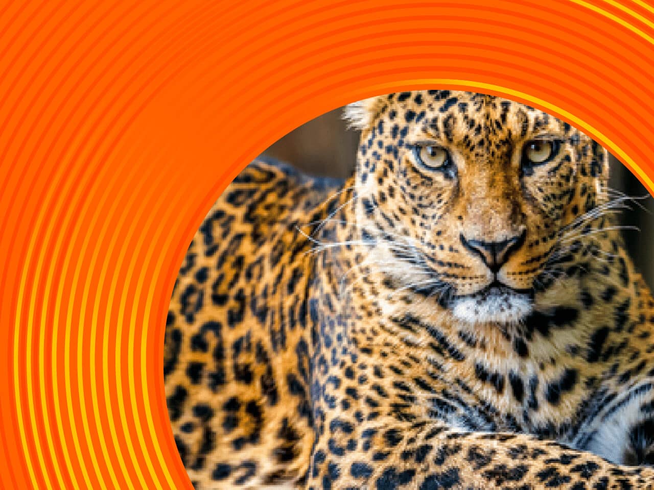 A leopard can’t change its spots